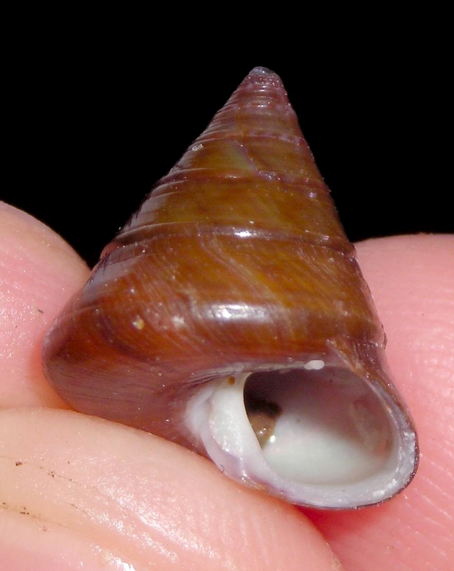 Calliostoma (i)